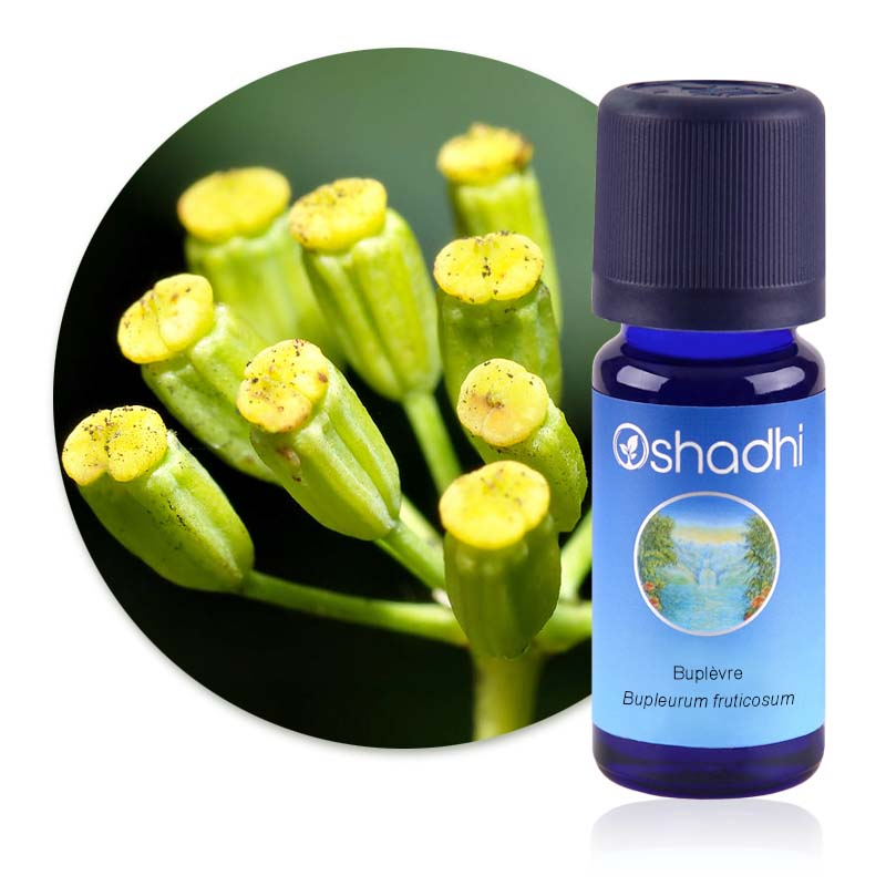 Bupleurum fruticosum